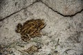 Common toad Bufo bufo closeup Royalty Free Stock Photo