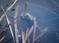 The common toad in the water. Bufo bufo. Royalty Free Stock Photo