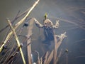 The common toad in the water. Bufo bufo. Royalty Free Stock Photo