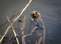 The common toad in the water. Bufo bufo. Royalty Free Stock Photo