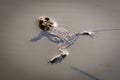 The common toad in the water. Bufo bufo. Royalty Free Stock Photo