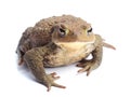 Common toad (Bufo bufo) isolate on white Royalty Free Stock Photo