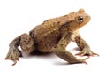 Common toad (Bufo bufo) isolate on white Royalty Free Stock Photo