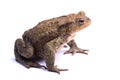 Common toad (Bufo bufo) isolate on white Royalty Free Stock Photo