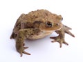 Common toad (Bufo bufo) isolate on white Royalty Free Stock Photo