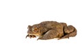 Common toad or Bufo bufo isolated on white background Royalty Free Stock Photo