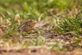 Common toad - Bufo bufo during mating season. Frog on the road. Grass surface. Super bokeh Royalty Free Stock Photo