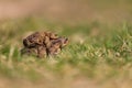 Common toad - Bufo bufo during mating season. Frog on the road. Grass surface. Super bokeh Royalty Free Stock Photo