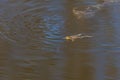 Common toad - Bufo bufo in mating season. Frog in water. A toad on the surface of a pond