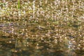 Common toad - Bufo bufo in mating season. Frog in water. A toad on the surface of a pond