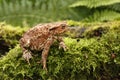 Common toad, Bufo bufo Royalty Free Stock Photo