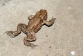 Common toad bufo bufo is moving on the road