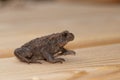 Common toad Bufo bufo Royalty Free Stock Photo