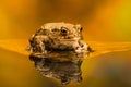 Common toad Bufo Bufo, reflection in the water Royalty Free Stock Photo