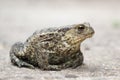 Common Toad Royalty Free Stock Photo