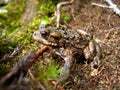 Warty Toad in Coast Mountains Temperate Rainforest, British Columbia