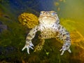 Common Toad Bufo Bufo Royalty Free Stock Photo