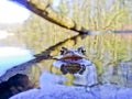 Common Toad Bufo Bufo Royalty Free Stock Photo