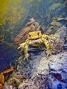Common Toad Bufo Bufo Royalty Free Stock Photo