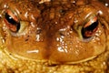 Common toad Bufo bufo in Valdemanco, Madrid, Spain