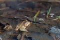 Common toad (bufo bufo) coming out of the pond