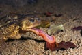 Common toad, bufo bufo, Eating a worm, Royalty Free Stock Photo