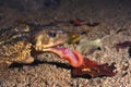 Common toad, bufo bufo, Eating a worm Royalty Free Stock Photo