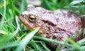 Common toad Bufo bufo in tall grass Royalty Free Stock Photo
