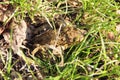 Common toad Royalty Free Stock Photo