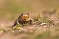 Common toad - Bufo bufo during mating season. Frog on the road. Grass surface. Super bokeh Royalty Free Stock Photo