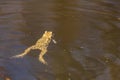 Common toad - Bufo bufo during mating season. Frog on the road. Grass surface. Super bokeh Royalty Free Stock Photo
