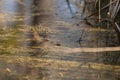 Common toad - Bufo bufo in mating season. Frog in water. A toad on the surface of a pond