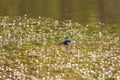 Common toad - Bufo bufo in mating season. Frog in water. A toad on the surface of a pond