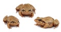 Common toad bufo . Set. Three toads isolated on Royalty Free Stock Photo