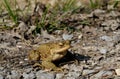 A common toad (bufo bufo) on a sunny forest path in Steigerwald forest, Frankonia, Germany Royalty Free Stock Photo