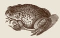 Common toad bufo in top view sitting on the ground