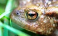 Common toad Bufo bufo up close Royalty Free Stock Photo
