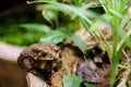 Common Toad Royalty Free Stock Photo