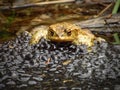 Common toad on eggs Royalty Free Stock Photo