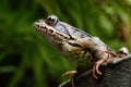 Common toad Royalty Free Stock Photo