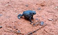 The common toad, European toad, or Bufo bufo is an amphibian found throughout most of Europe. Single animal picture of frog on the Royalty Free Stock Photo