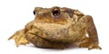 Common toad or European toad, Bufo bufo Royalty Free Stock Photo