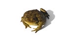 Common toad or European toad, Bufo bufo, isolated on white background. Royalty Free Stock Photo