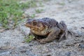 Common toad or European toad Bufo bufo in nature Royalty Free Stock Photo