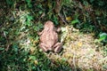 The common toad, European toad Royalty Free Stock Photo