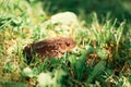 The common toad, European toad Royalty Free Stock Photo