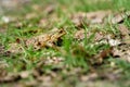 Common toad European toad hiding in green grass during the annual toad migration season in Germany in March and June-August. Royalty Free Stock Photo