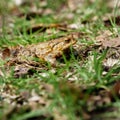 Common toad European toad hiding in green grass during the annual toad migration season in Germany in March and June-August. Royalty Free Stock Photo