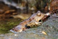 The common toad, European toad, or simply the toad Bufo bufo sitting in a mountain creek. Big frog on a wet stone Royalty Free Stock Photo