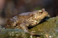 The common toad, European toad, or simply the toad Bufo bufo sitting in a mountain creek. Big frog on a wet stone. Toad in clear